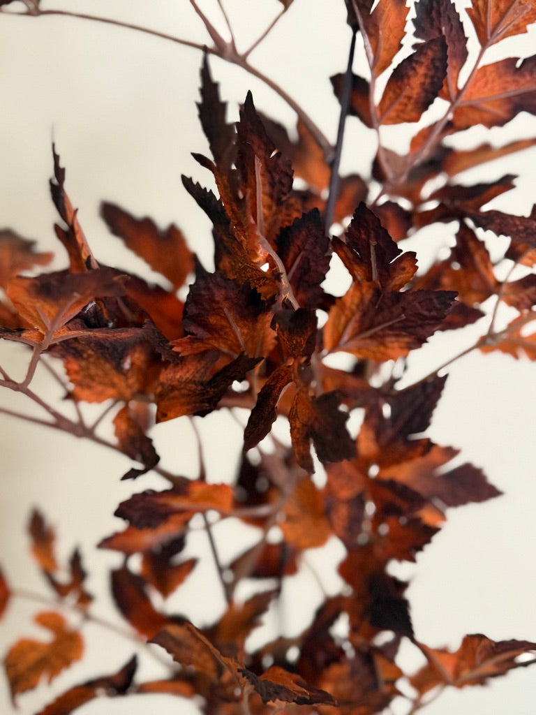 4 Cimicifuga Fall Leaf--32'