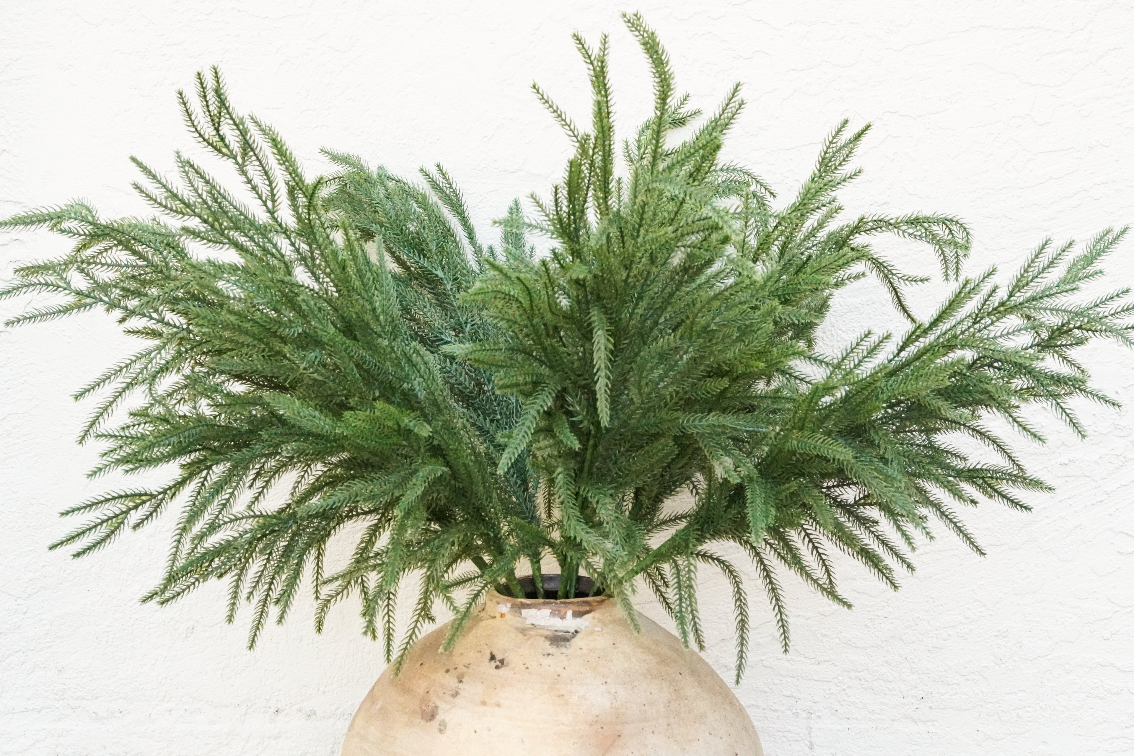 (6)35‘’ Real Touch Christmas Norfolk Pine Stems