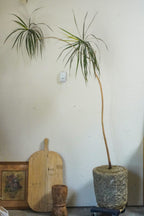 8 ft Dracaena Marginata With Vintage Stone Planter