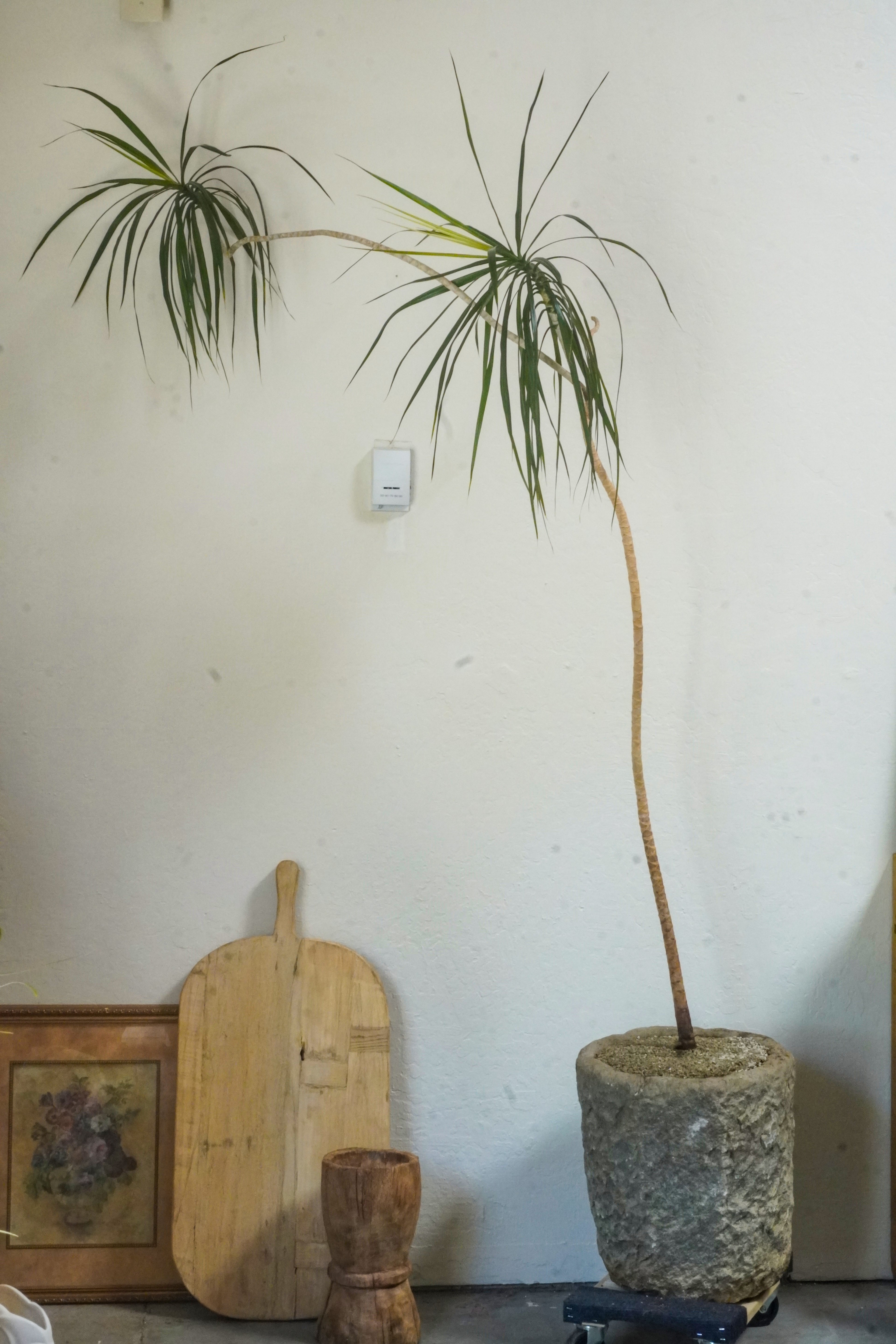 8 ft Dracaena Marginata With Vintage Stone Planter