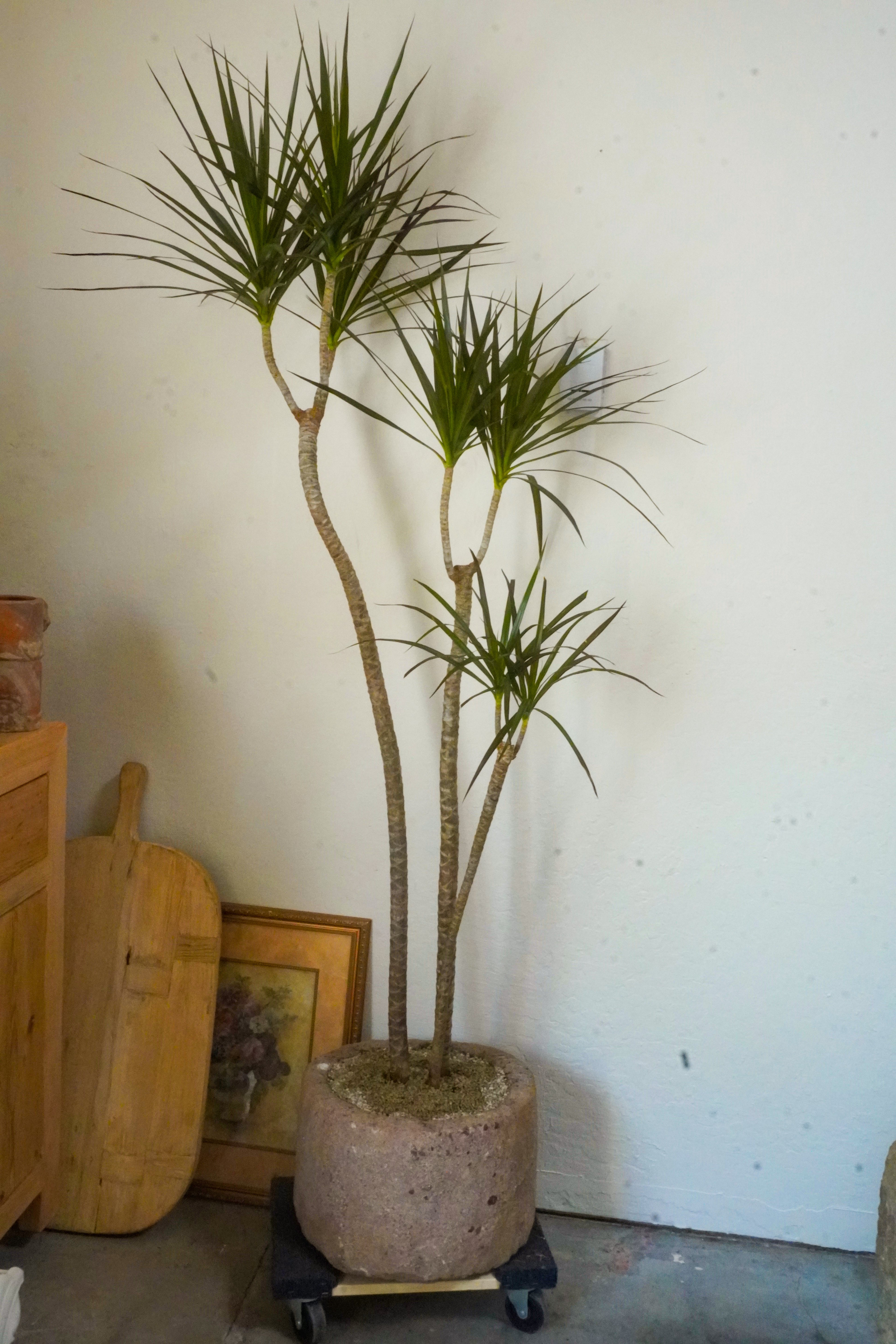 6.5 ft Dracaena Marginata With Vintage Stone Planter