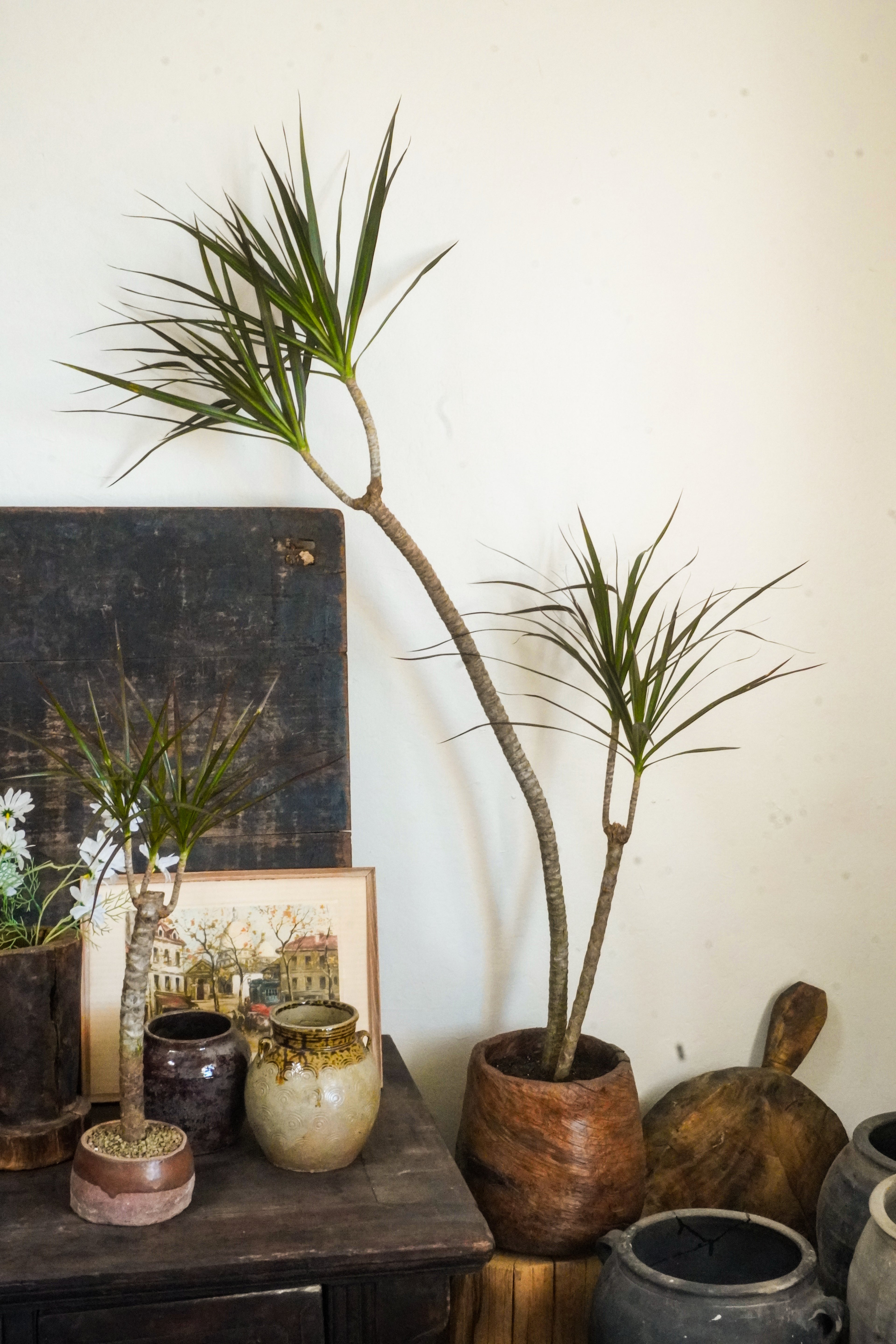 6 ft Dracaena Marginata With Vintage Wood Planter