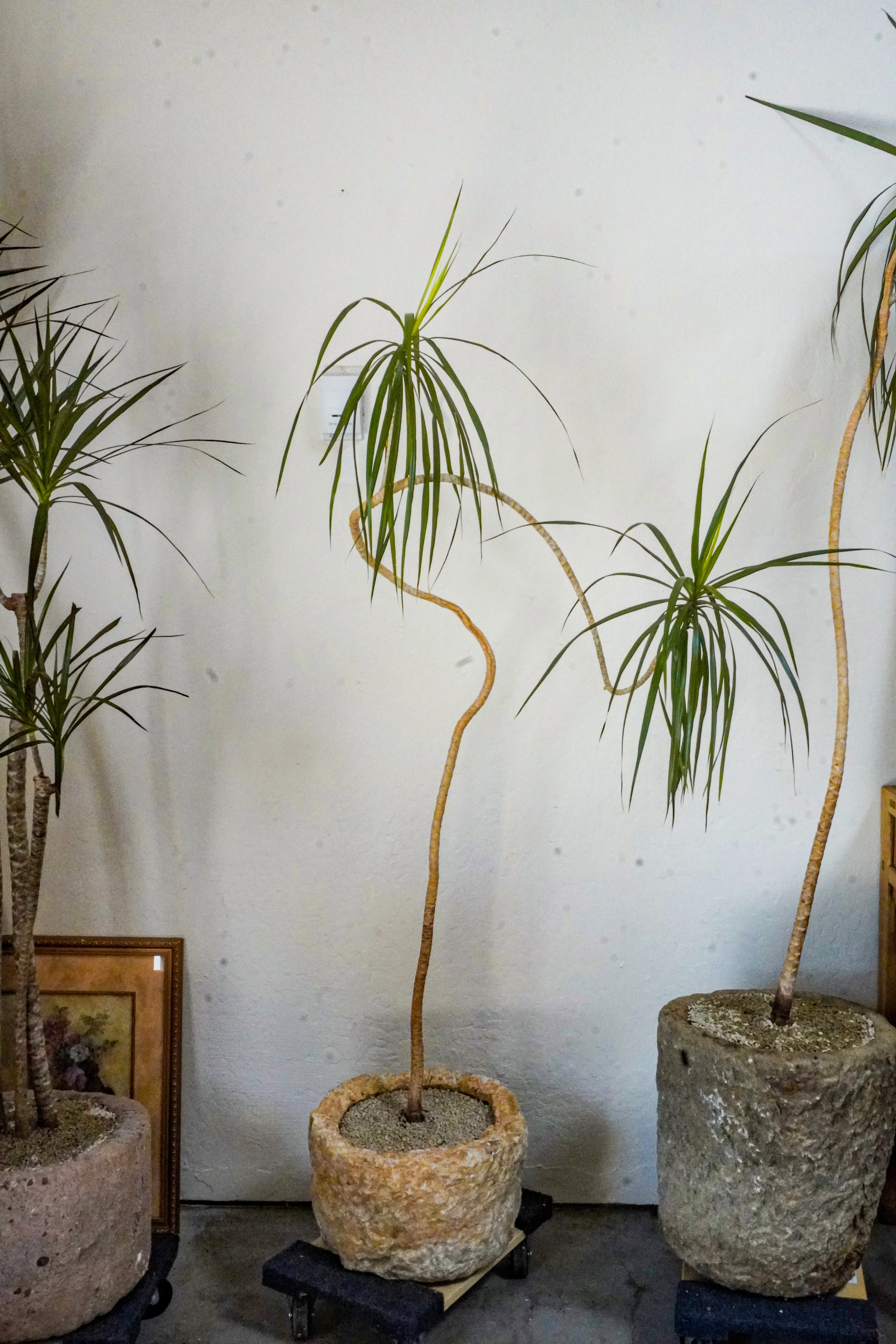 6 ft Dracaena Marginata With Vintage Stone Planter