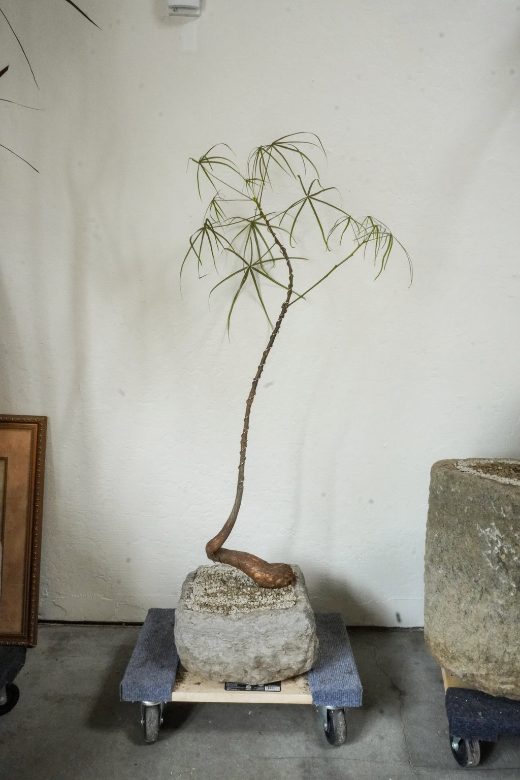 45‘’ Australia Bottle Tree With Vintage Limestone Planter