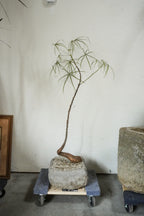 45‘’ Australia Bottle Tree With Vintage Limestone Planter