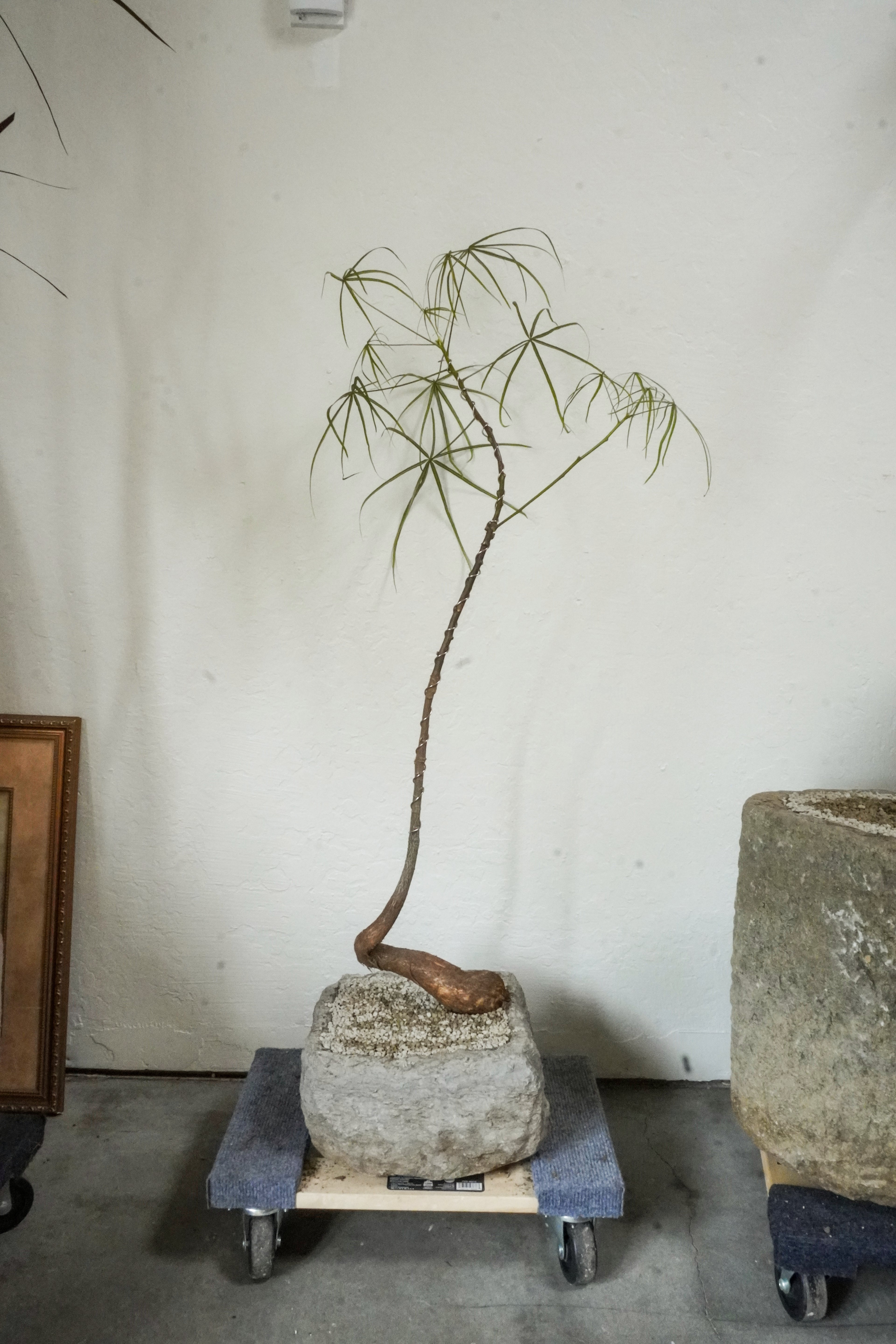 45‘’ Australia Bottle Tree With Vintage Limestone Planter