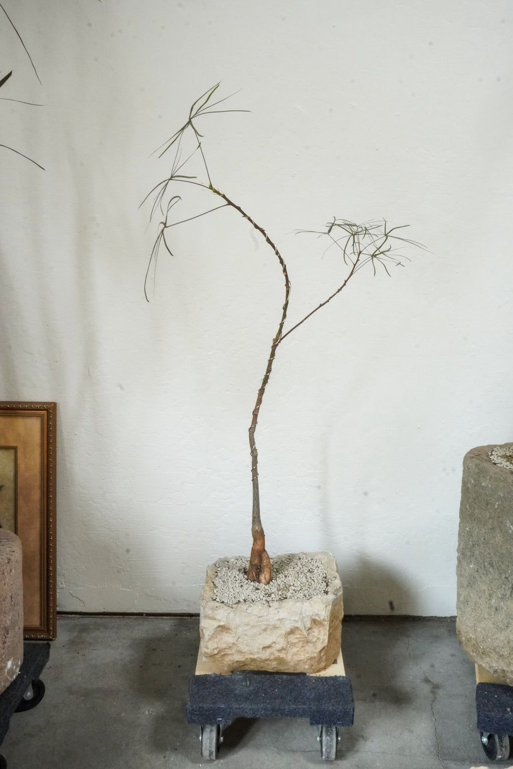 45‘’ Australia Bottle Tree With Vintage Limestone Planter