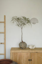45‘’ Australia Bottle Tree With Vintage Limestone Planter