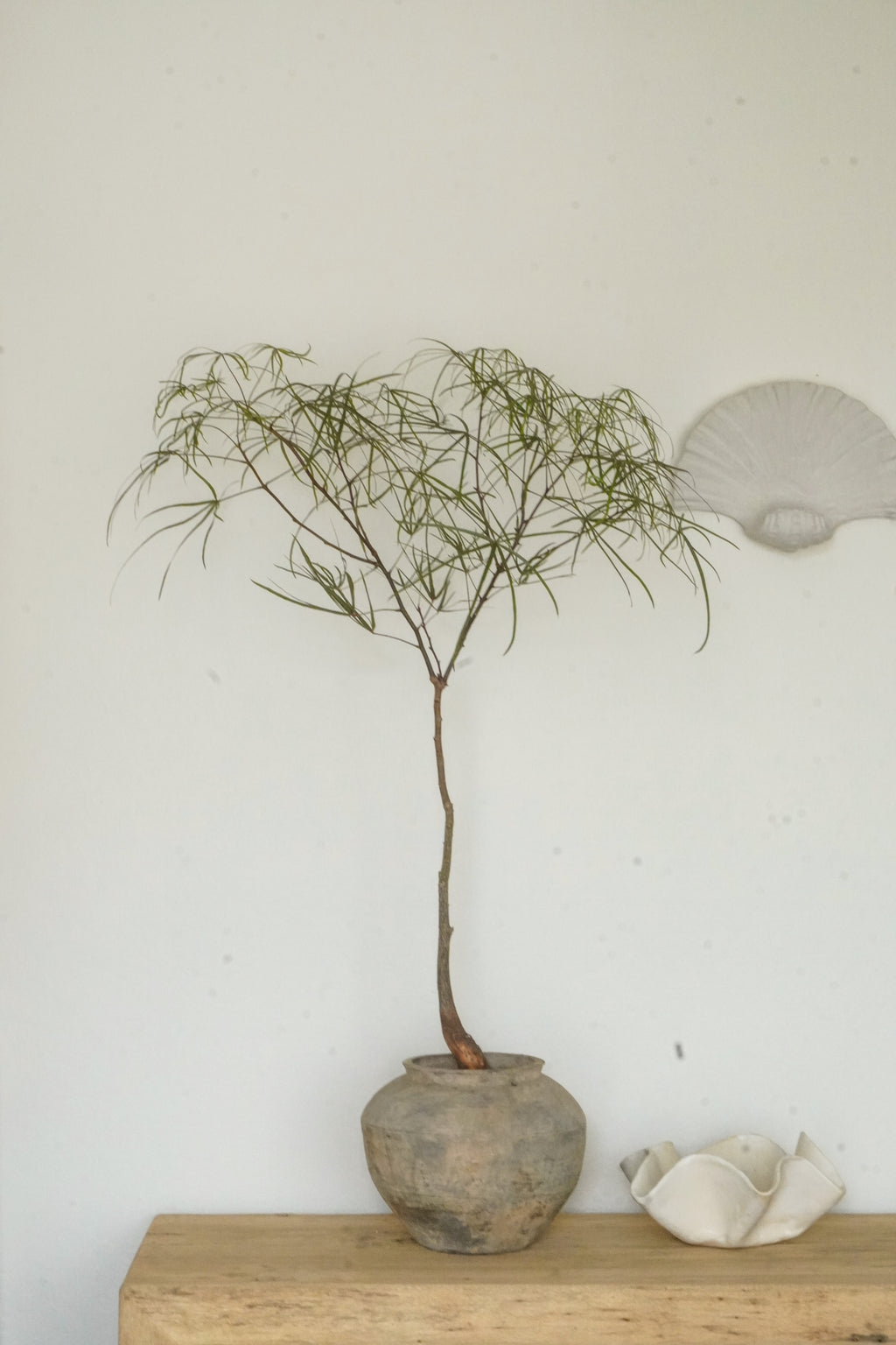 45‘’ Australia Bottle Tree With Vintage Grey Clay Planter