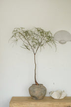 45‘’ Australia Bottle Tree With Vintage Grey Clay Planter