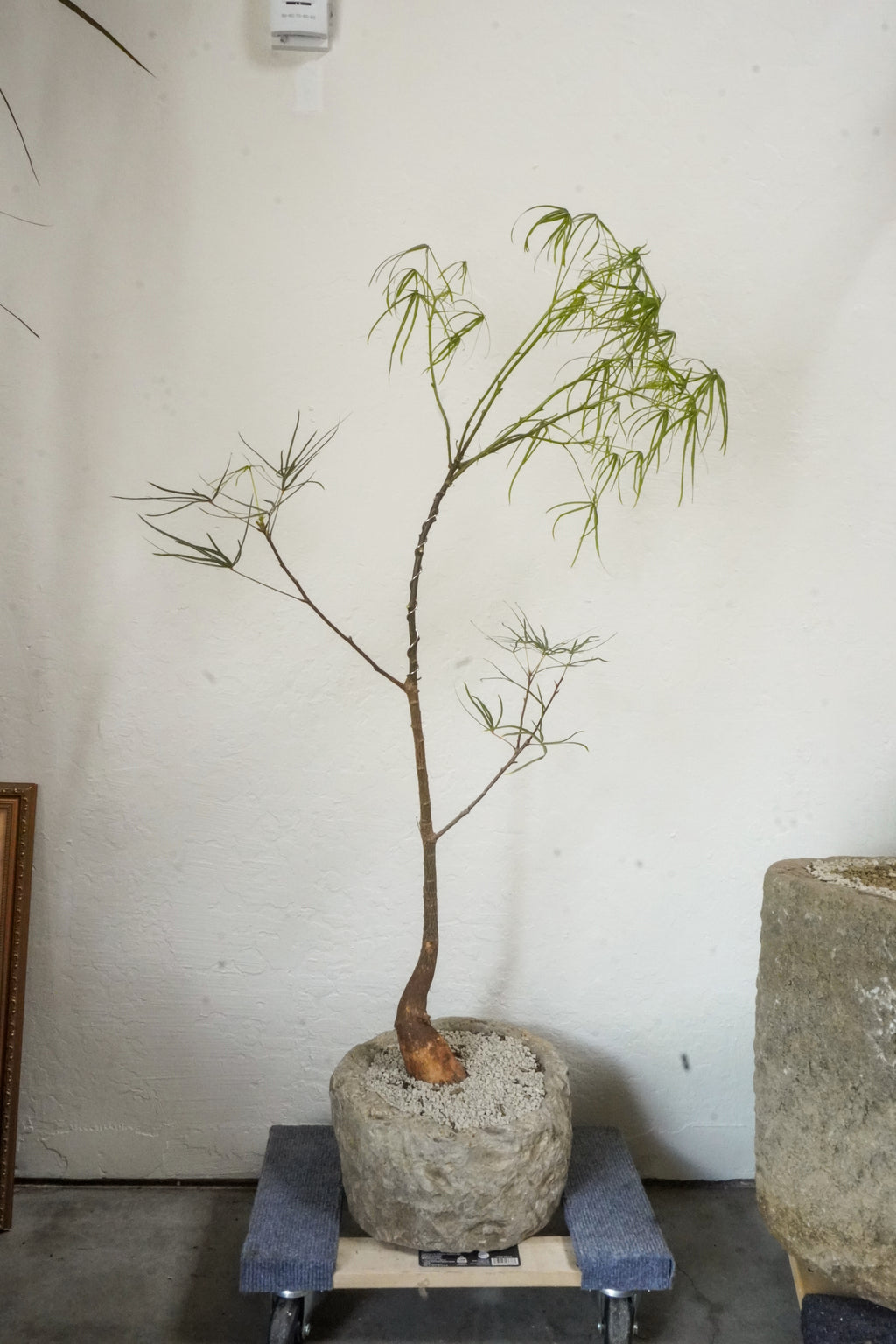 45‘’ Australia Bottle Tree With Vintage Limestone Planter
