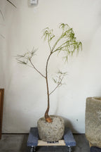 45‘’ Australia Bottle Tree With Vintage Limestone Planter