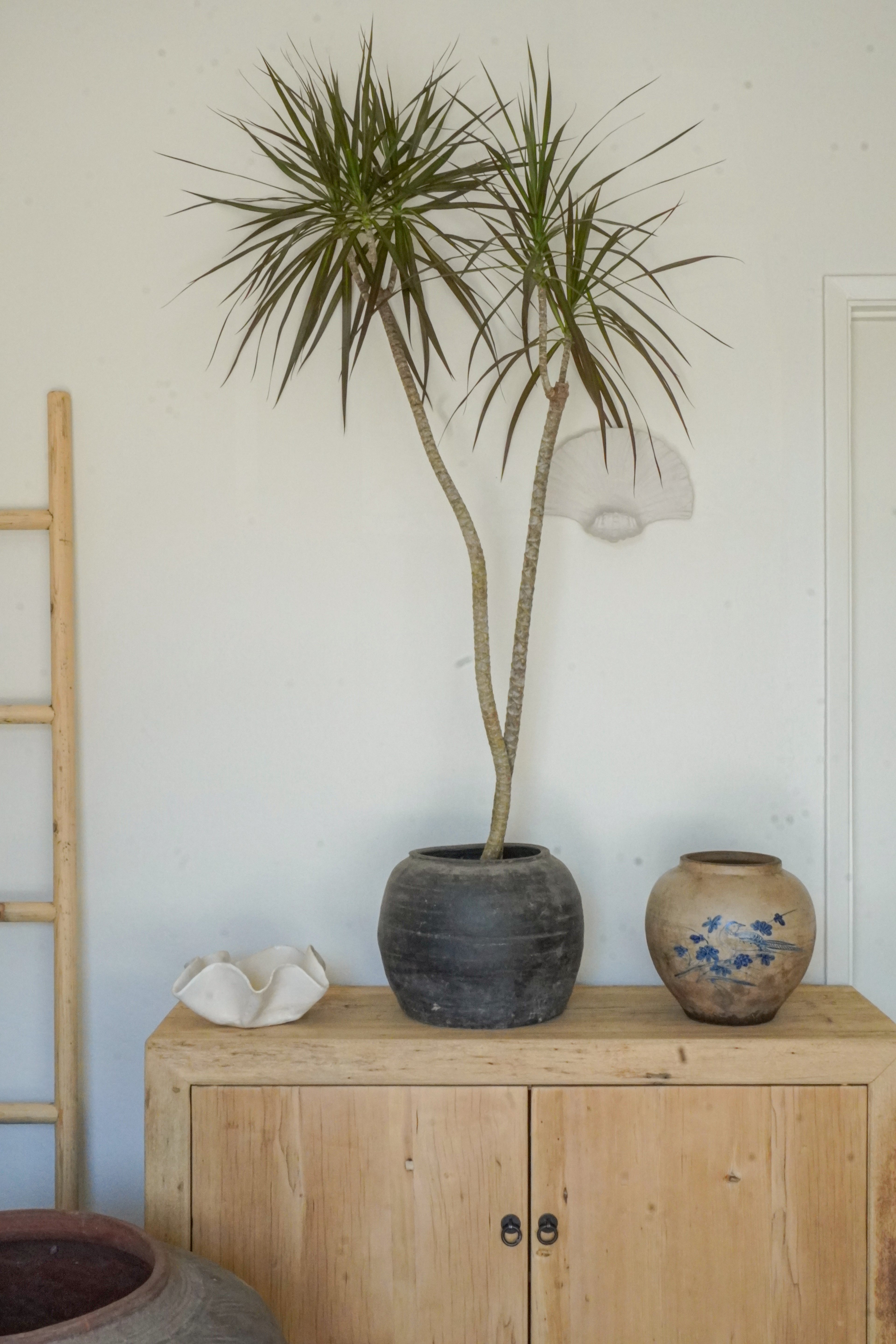 6 ft Dracaena Marginata With Vintage Grey Clay Planter