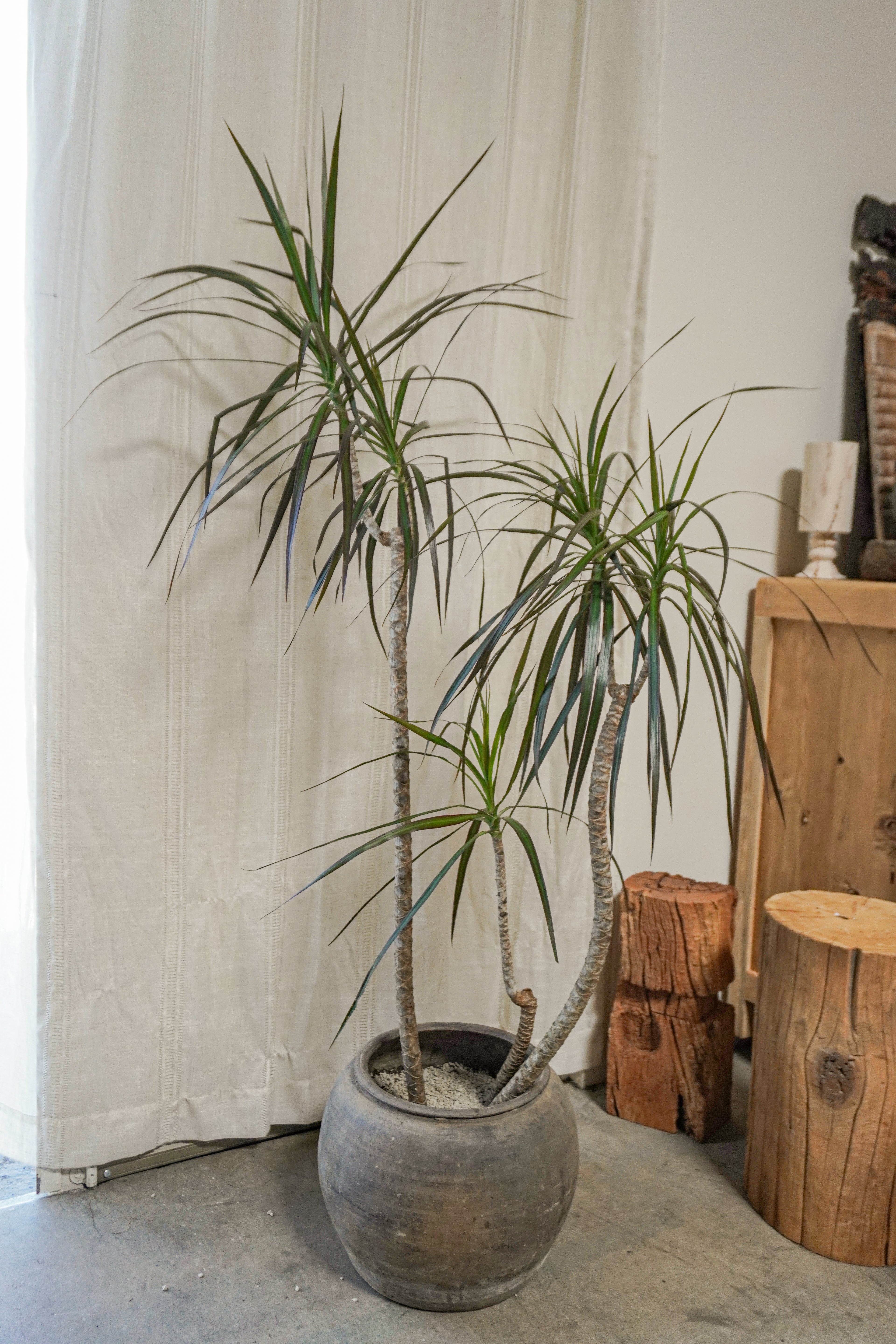 6.5 ft Dracaena Marginata With Vintage Grey Clay Planter