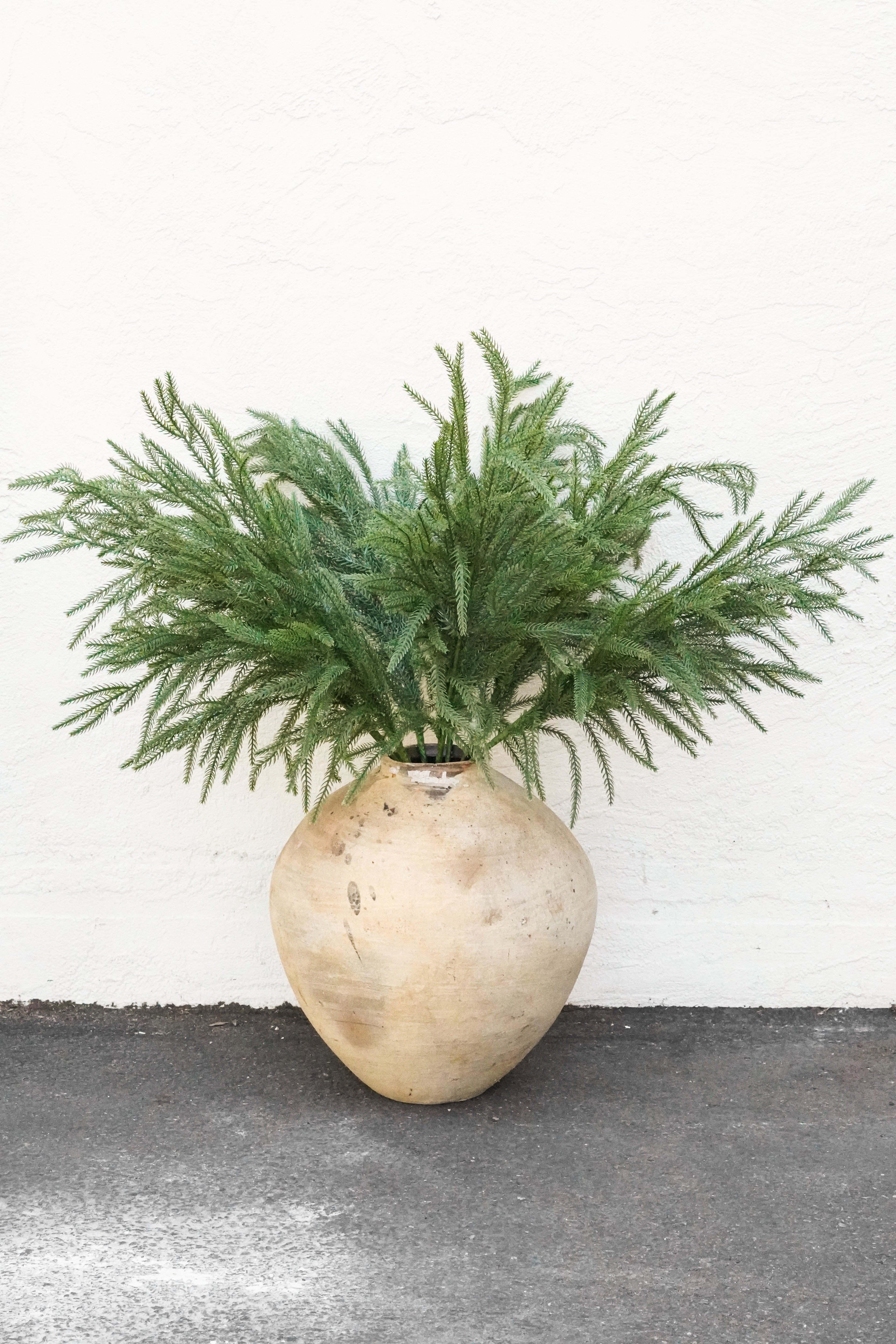 (6)35‘’ Real Touch Christmas Norfolk Pine Stems