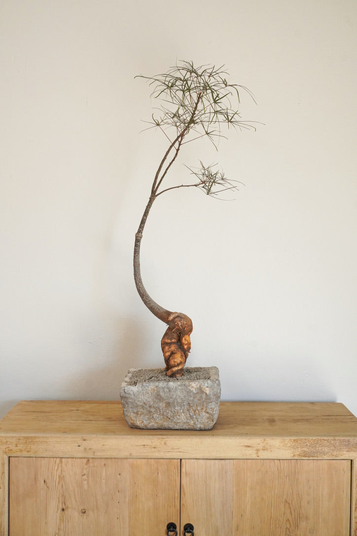 45‘’ Australia Bottle Tree With Vintage Limestone Planter