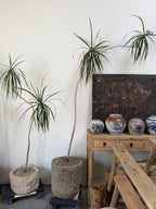 6 ft Dracaena Marginata With Vintage Stone Planter