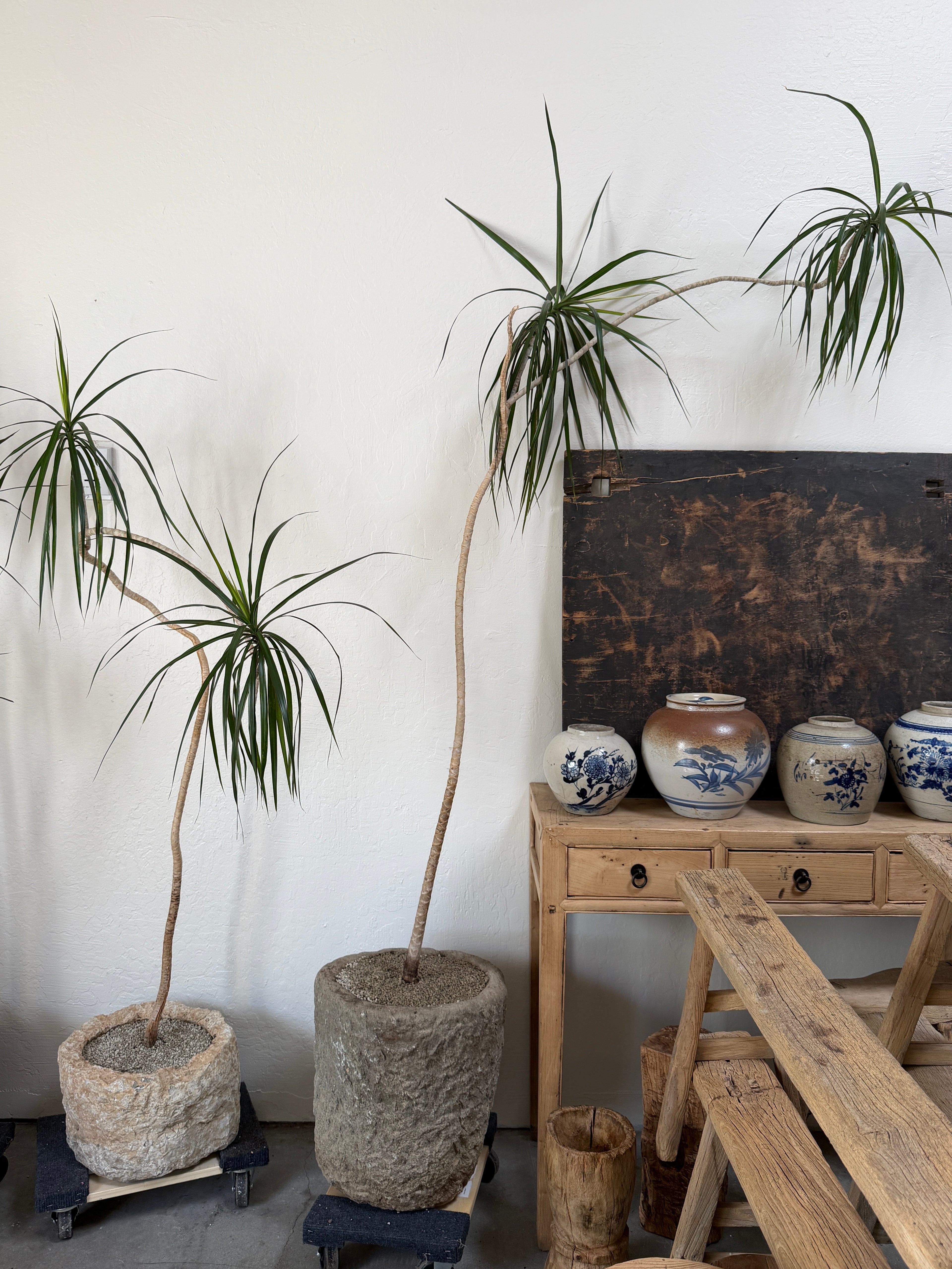 6 ft Dracaena Marginata With Vintage Stone Planter